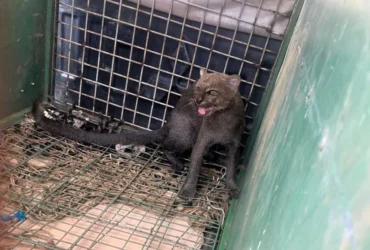 Bombeiros resgatam jaguarundi em residência de Cuiabá