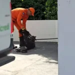 Jaguatirica é resgatada por bombeiros em agência bancária de MT