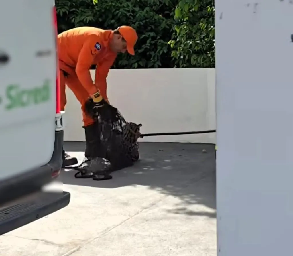 Jaguatirica é resgatada por bombeiros em agência bancária de MT