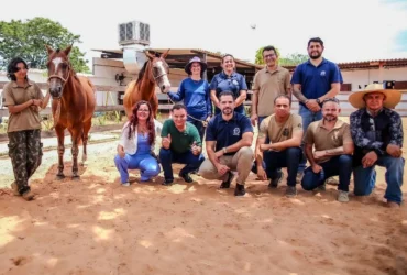 Equoterapia é ampliada com doação de cavalos