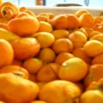 Capital do pequi deve ampliar safra em 30% até dezembro