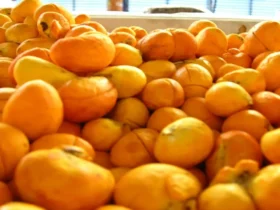 Capital do pequi deve ampliar safra em 30% até dezembro