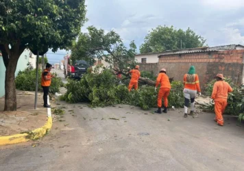 Corpo de Bombeiros atende quedas de árvores em MT