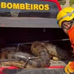 Corpo de Bombeiros de MT resgata 1,9 mil animais em 2025