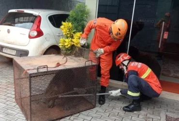 Bombeiros resgatam capivara em avenida de Confresa