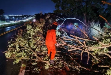 Bombeiros removem árvore caída na BR-364 em MT