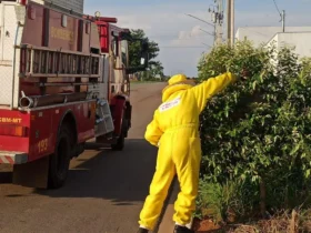 MT registra alta nas ocorrências com insetos agressivos
