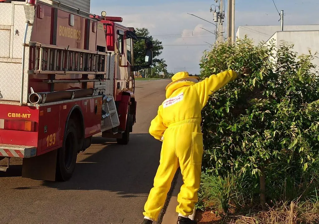 MT registra alta nas ocorrências com insetos agressivos
