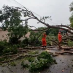 Corpo de Bombeiros aponta alta em queda de árvores em 2025