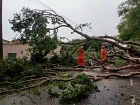 Corpo de Bombeiros aponta alta em queda de árvores em 2025