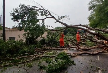 Corpo de Bombeiros aponta alta em queda de árvores em 2025
