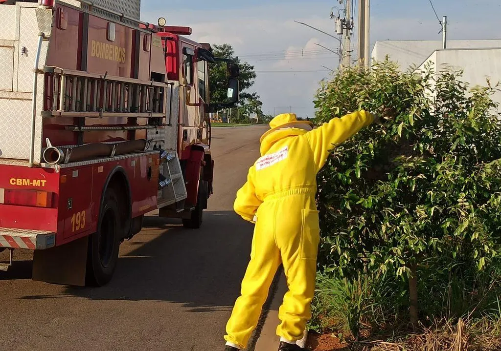 Bombeiros removem enxame de marimbondos em Campo Verde