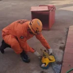 Resgate de arara-canindé mobiliza bombeiros em Campo Verde