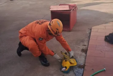 Resgate de arara-canindé mobiliza bombeiros em Campo Verde