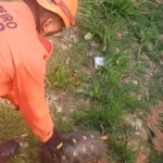 Bombeiros resgatam animais silvestres em Campo Verde