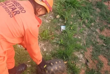 Bombeiros resgatam animais silvestres em Campo Verde