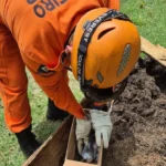 Resgate de arara-canindé mobiliza bombeiros em MT