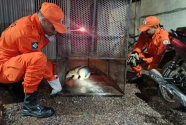 Corpo de Bombeiros resgata tamanduá-mirim e saracura em Confresa