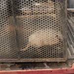 Bombeiros resgatam tatu-galinha em área urbana de Confresa