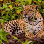 Feirão Fit Turismo oferece descontos em viagens por Mato Grosso