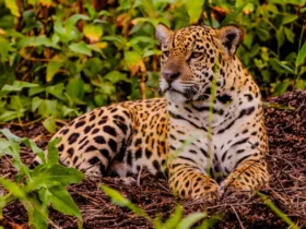 Feirão Fit Turismo oferece descontos em viagens por Mato Grosso