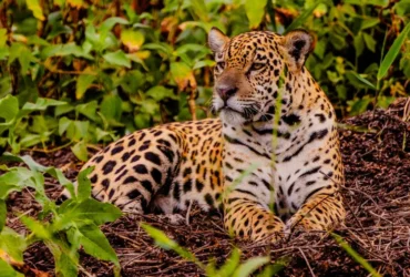 Feirão Fit Turismo oferece descontos em viagens por Mato Grosso