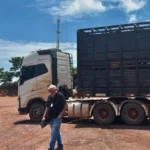 Fiscalização flagra uso de GTA falsa em Guarantã do Norte