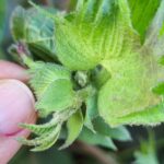 Foto Spodoptera Frugiperda