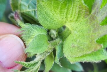 Foto Spodoptera Frugiperda