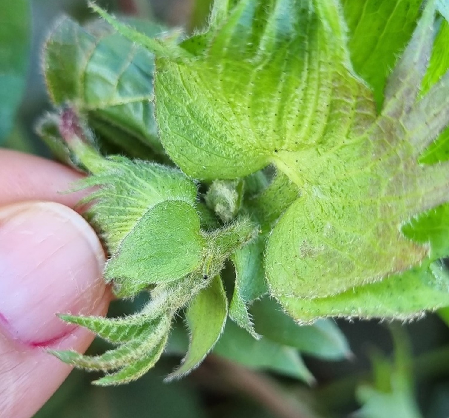 Foto Spodoptera Frugiperda