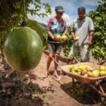 MT lança programa para fortalecer agricultura familiar