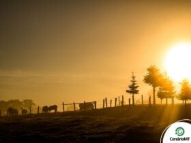 Horóscopo de Amanhã