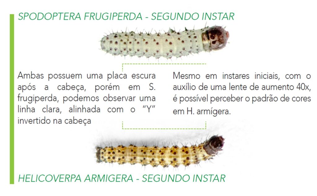 Ilustração lagartas Spodoptera Frugiperda e Helicoverpa Armigera (ambas segundo instar)