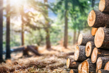 Madeira sustentável