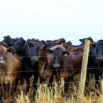 Mato Grosso amplia ações do Plano ABC+ com avanço sustentável