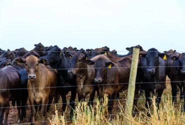 Mato Grosso amplia ações do Plano ABC+ com avanço sustentável