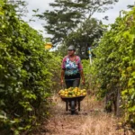 Parcerias impulsionam regularização pelo MT Produtivo