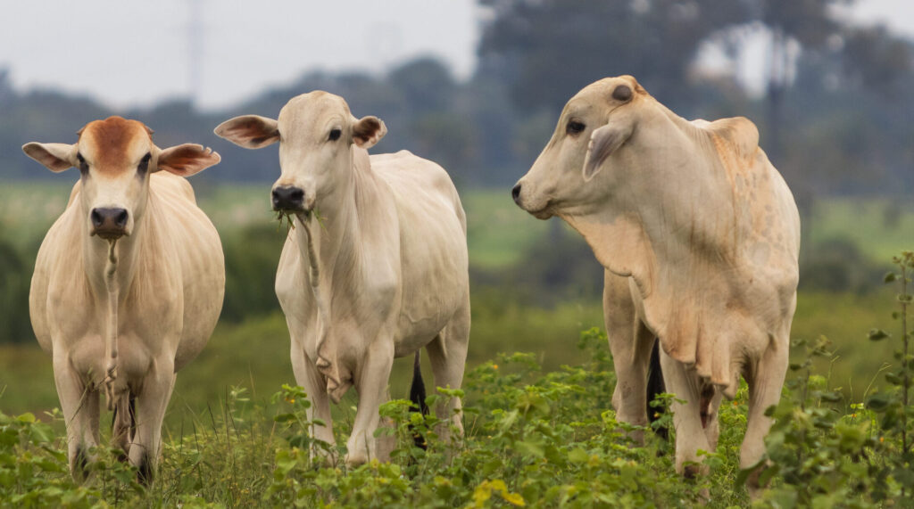Com tarifas menores nos EUA, Famato prevê ampliar exportações de carne bovina de Mato Grosso