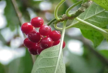 Estudo em MT avalia planta amazônica para novos anticoagulantes