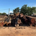 Polícia Civil avança em investigação sobre extração ilegal em Juína