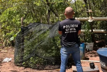 Homem é preso com plantação de maconha na zona rural de Alto Araguaia