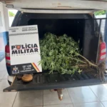 Polícia prende mulher por cultivo ilegal de maconha em Canarana