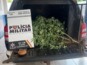 Polícia prende mulher por cultivo ilegal de maconha em Canarana