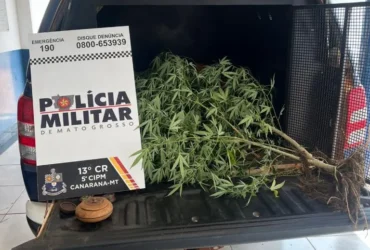 Polícia prende mulher por cultivo ilegal de maconha em Canarana