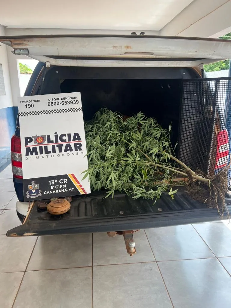 Polícia prende mulher por cultivo ilegal de maconha em Canarana