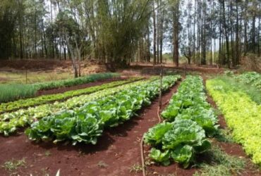Produtores de Sorriso sao contemplados pelo FUNDAAF e recebem aporte para fortalecimento produtivo -CenárioMT