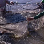 Fábrica de ração para peixes é instalada em Paranaíta