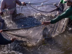 Fábrica de ração para peixes é instalada em Paranaíta