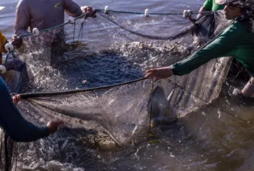 Fábrica de ração para peixes é instalada em Paranaíta