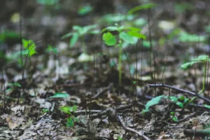 Semeadura da soja em Mato Grosso